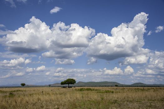 The Mikumi National Park under the sunshine in Tanzania.