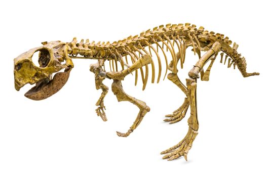 Psittacosaurus dinosaur skeleton isolated on white
