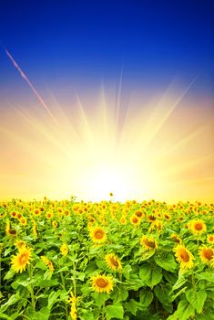 field of sunflower at sunset