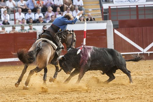 Pozoblanco, Cordoba province, SPAIN- 25 september 2011: Spanish bullfighter on horseback Pablo Hermoso de Mendoza bullfighting on horseback, nailing flags the Act of bravery and risky position Bull in Pozoblanco, Cordoba province, Andalusia, Spain