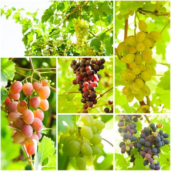 Grapevine on the twig in the garden. Macro view collage