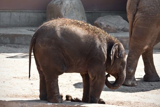 Beautiful photo of small baby elephant walking in zoo