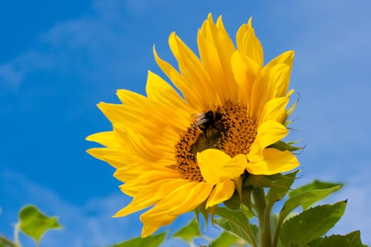 Beautiful close-up photo of big yellow sunflower