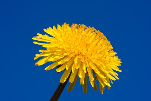 Beautiful bright yellow dandelion flower, spring photo