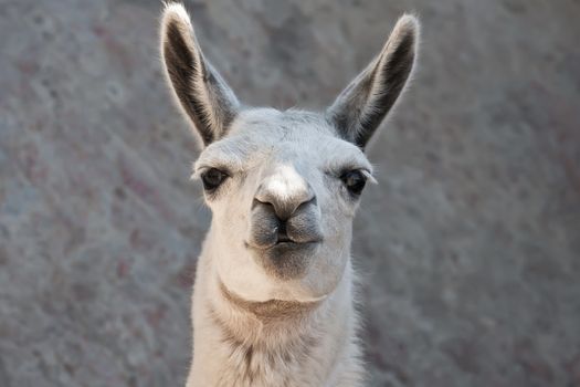 Funny close-up portrait of llama in zoo