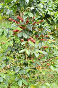 fresh arabica coffee bean in coffee garden