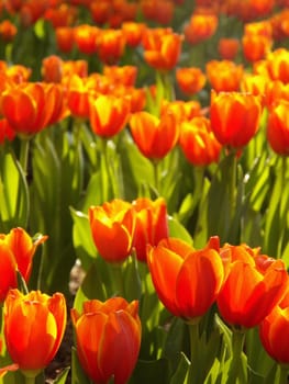 colorful tulips