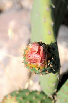 Orange Flower on top of a Green Cactus in the Desert