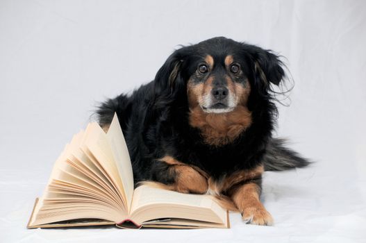 One intelligent Black Dog Reading Book on a White Background