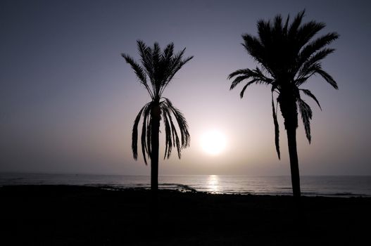 Silhouetted Palm Near The Atlantic Ocean At Sunset In Canary Islands