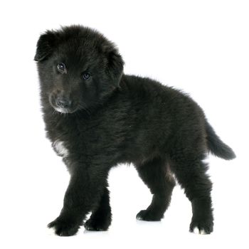 picture of a puppy belgian sheepdog groenendael