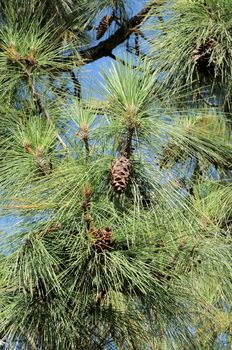 Brown Pine Cone on a Tree with Green Leaves