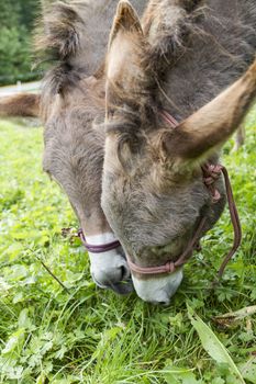 detail shot of brown donkeys eating grass