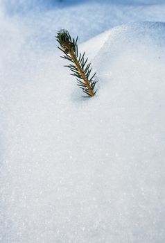 Top of a conifer look out of the snow cover