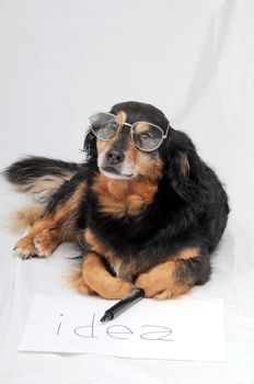 One Female Old Black Dog Drawing on a White Paper