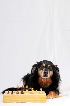 One Smart Black Dog Playing Chess on a White Background