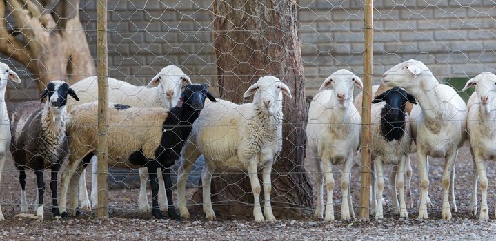 Sheep behind a metal fence, Namibia, Africa