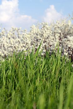 green grass close up spring season