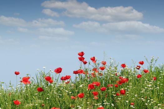 wild flowers landscape spring season