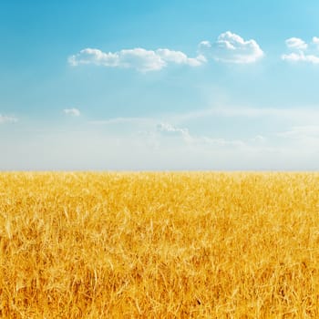golden field with harvest and cloudy sky