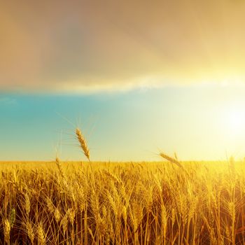 harvest field and sunset over it