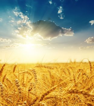 sunset over field with golden harvest