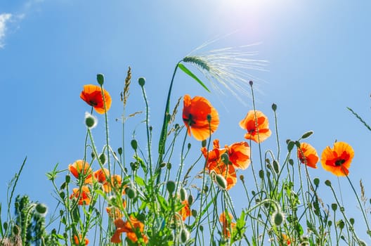 red poppies under blue sky