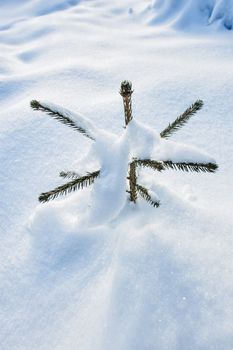 Detail view of a Conifer covered by snow