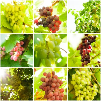 Grapevine on the twig in the garden. Macro view collage