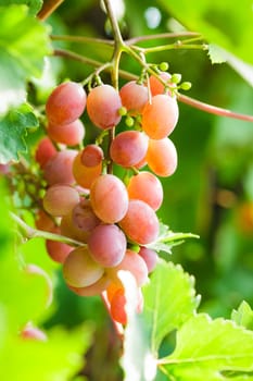 Grapevine on the twig in the garden. Macro view