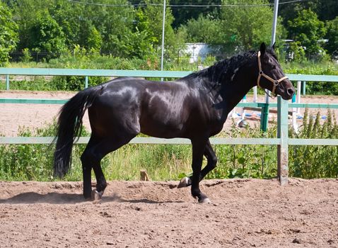 Beautiful photo of horse outdoors in summer