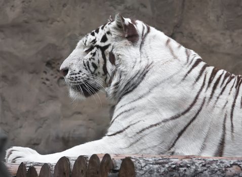 Beautiful close-up portrait of majestic White Tiger