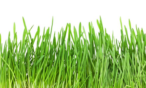 Fresh green grass isolated on white background