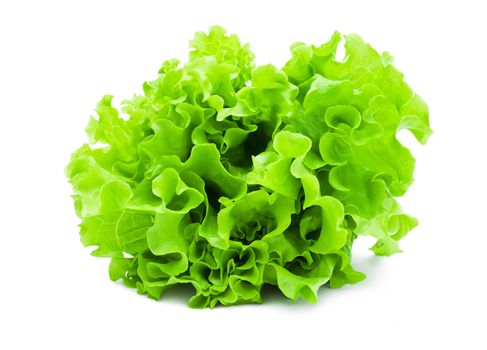 Fresh green Lettuce salad isolated on white background