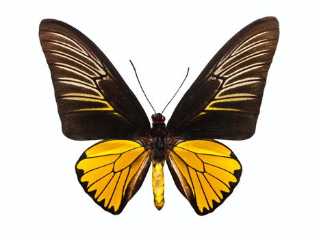 Beautiful tropical butterfly Troides Magellanus isolated on white background