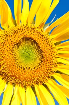 Beautiful close-up photo of big yellow sunflower