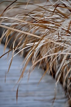 Reed next to a wooden path