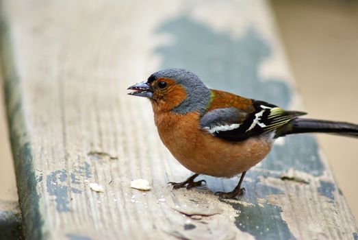 Sparrow bird standing on a wooden table