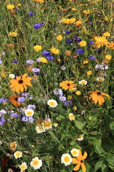 many different flowers on a summer meadow