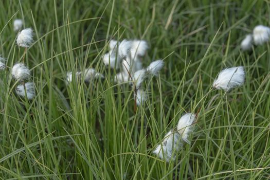 Eenarig wollegras in the meadow of Iceland