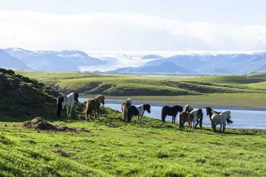 funny horses in the fields of Iceland