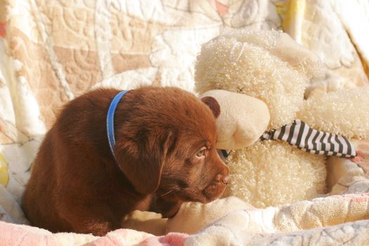 happy chocolate labrador puppy with toys