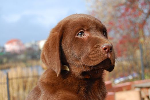 happy chocolate labrador puppy portrait close up