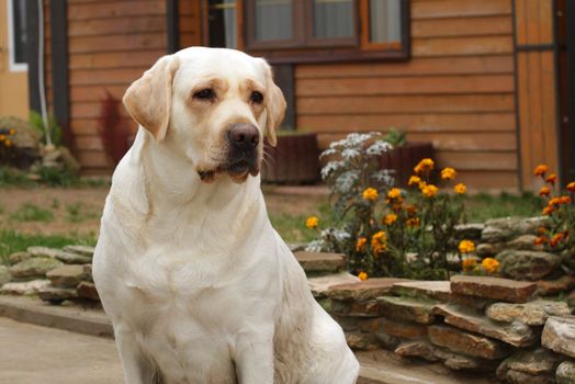 young yellow labrador portrait sitting close up