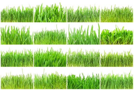 Fresh green grass isolated on white background