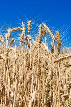 Beautiful golden wheat field under blue sky