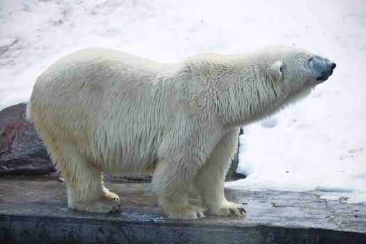 Nice photo of cute white polar bear