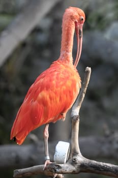 Rare Pink Parrot Bird with very Long Beak