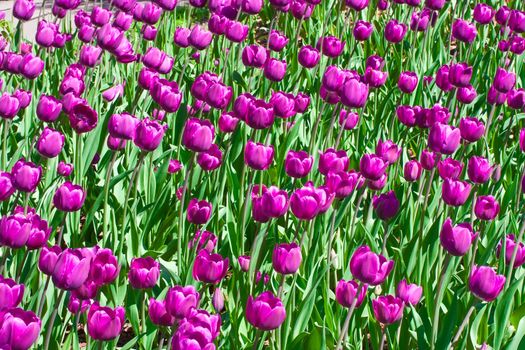 Beautiful colourful tulip flowers background in spring