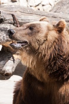 Beautiful photo of big and strong brown Bear in zoo